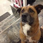 Profile Picture of Keisha🐺.James🌱 (@keisha.dog.james.plant) on Instagram