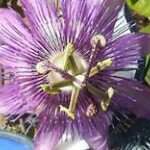 Profile Picture of Shelly Weirauch Ferguson (@shellymferg) on Instagram