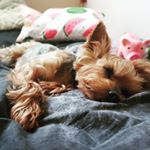 Profile Picture of Sandy HollidaySilverLine (@sandy_yorkielover) on Instagram