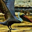 Profile Picture of Stanford Smith (@stanman210) on Pinterest