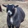 Profile Picture of dougboxler (@dougboxler) on Tiktok
