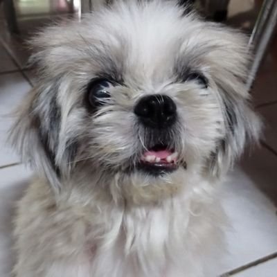 Profile Picture of LisaAbela (@LisaAbela1977) on Twitter