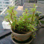 Profile Picture of Tim (@tim_chiangrai) on Instagram