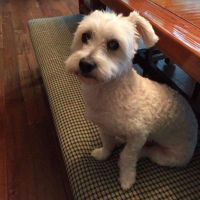 Profile Picture of Dem-Imm-Strategy (@Matt_A_Traylor) on Twitter