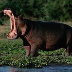 Profile Picture of Aaron Kiener (@aaron.kiener.1) on Facebook