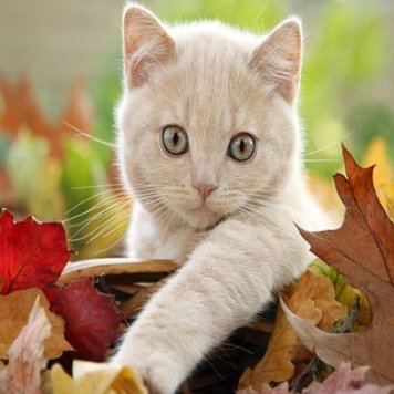 Profile Picture of Isaiah Rivers (@RiversIsaiah) on Twitter