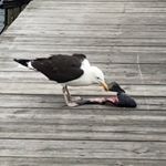 Profile Picture of :/ (@cody_riser) on Instagram