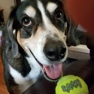 Profile Picture of Vicki Browne (@BrowneHounds) on Twitter
