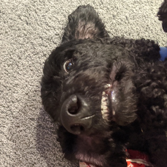 Profile Picture of Abby Strandt (@abbystrandt) on Poshmark