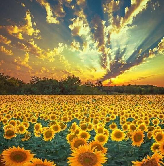 Profile Picture of Janice Rapisarda (@j_rapisarda) on Poshmark