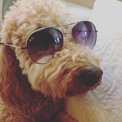 Profile Picture of Mark Shearing (@MarkShearing) on Twitter