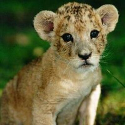 Profile Picture of René Ignacio S P (@RenIgnacioSP) on Twitter