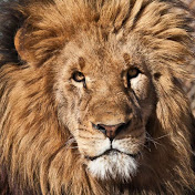 Profile Picture of Daniel Lion (@daniellion3749) on Youtube