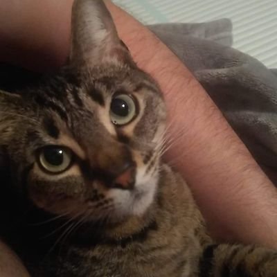 Profile Picture of Jon Todd Mulvihill (@MulvihillTodd) on Twitter