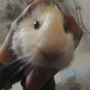 Profile Picture of Cuisa Forestieri🐹 (@GracielaMarchetti-dg6kk) on Youtube