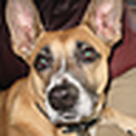 Profile Picture of Chris Brumbaugh (@chris.fischer) on Flickr