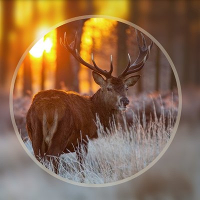 Profile Picture of Mike Camera (@Mike_Cameras) on Twitter