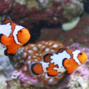 Profile Picture of Jesse Laufer (@jetgrindradio00) on Youtube