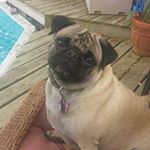 Profile Picture of Tina Keogh Dennis (@cdennisrun2) on Instagram