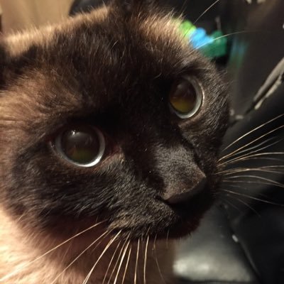 Profile Picture of Andrew Rayman (@AndrewRayman2) on Twitter