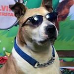 Profile Picture of Tony Macera (@maceratony) on Instagram