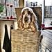 Profile Picture of Maria Knoppert (@bulldogbump) on Pinterest