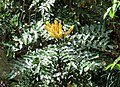 Profile Picture of Berberis napaulensison Wikipedia