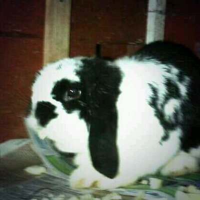 Rachel Hedley - Twitter Profile Picture of Rachel Hedley (@RazzaHedley) on Twitter