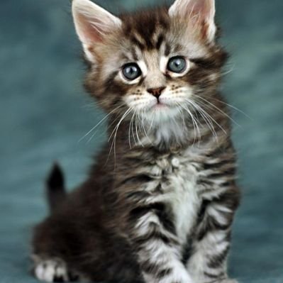 Profile Picture of IMaN DAniEL (@IMaNDAn77241817) on Twitter