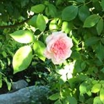 Profile Picture of Mary Wheeler (@marywheeler410) on Instagram