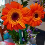 Profile Picture of Cindy Moyer (@moyer1964) on Instagram