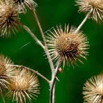 Profile Picture of Arnoldo Bartels (@Arnoldo-Bartels) on Facebook