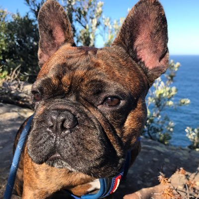 Profile Picture of AusHousesitters Mish (@SydneyDogWalker) on Twitter