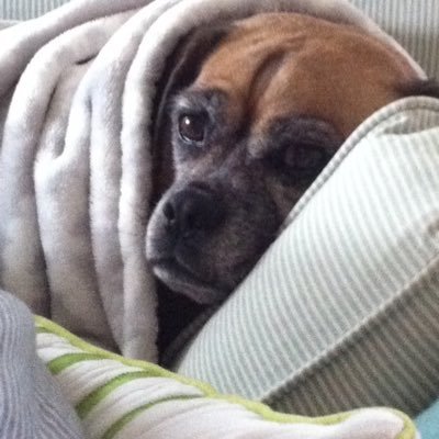 Steve Maloy - Twitter Profile Picture of Steve Maloy (@PuggleDad) on Twitter