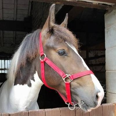 Profile Picture of Shelley Louis (@shelleylouis196) on Twitter