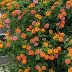 Profile Picture of Olivia Reyna (@1_.vivi_1) on Instagram