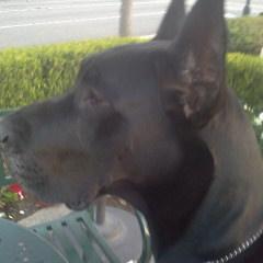 Profile Picture of Joel Greenman (@Magician012) on Twitter