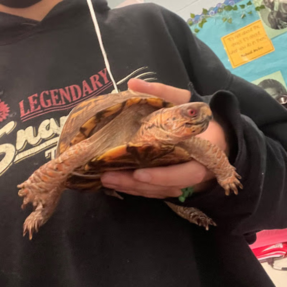 Profile Picture of Rhen Ismajli (@burplamo) on Poshmark