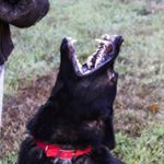 Profile Picture of Christy Dotson Fields (@fieldshausgermanshepherds) on Instagram