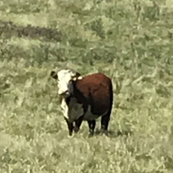 Profile Picture of Emma Downie (@emmantenna) on Poshmark