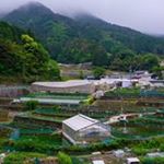 Profile Picture of Martin Kammerer (@konishi_koi_farm) on Instagram