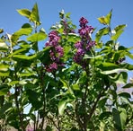 Profile Picture of Shirley Danielson (@shirley.danielson.464589) on Facebook