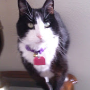 Profile Picture of John Cook (@johncook4156) on Youtube