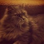 Profile Picture of Maria Rivetti (@rivetti.maria) on Instagram