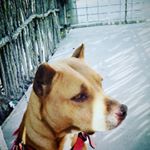 Profile Picture of haseel (@talambas) on Instagram