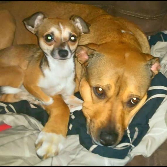 Profile Picture of Davida Kniss (@vidalinn) on Poshmark