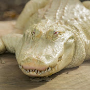 Profile Picture of Al Clark (@alclark702) on Youtube