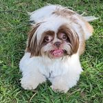 Profile Picture of Toby (@assistoby) on Instagram