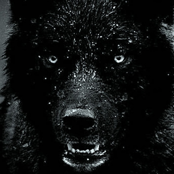 Profile Picture of Shawna Bird rattler (@shawnabr22) on Poshmark