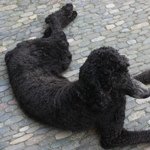 Profile Picture of Brad Seefeldt (@babybeluga) on Instagram